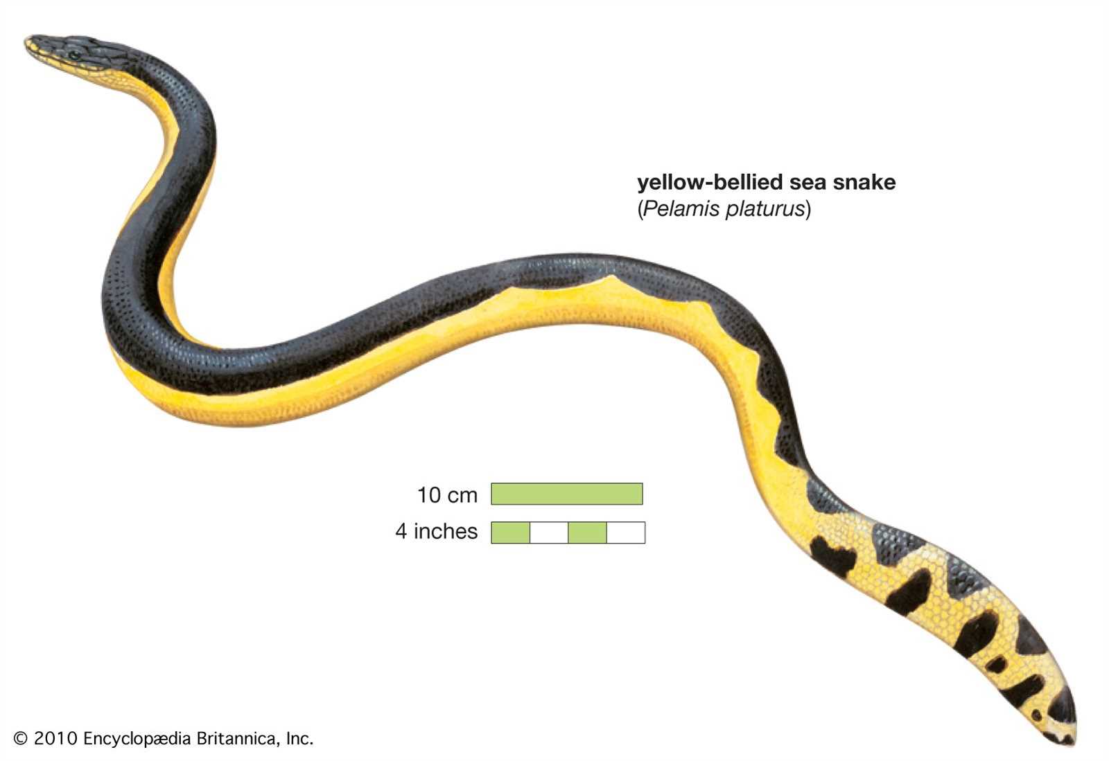 snake body parts diagram