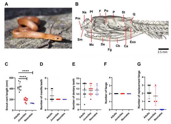 snake body parts diagram