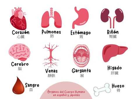 spanish body parts diagram