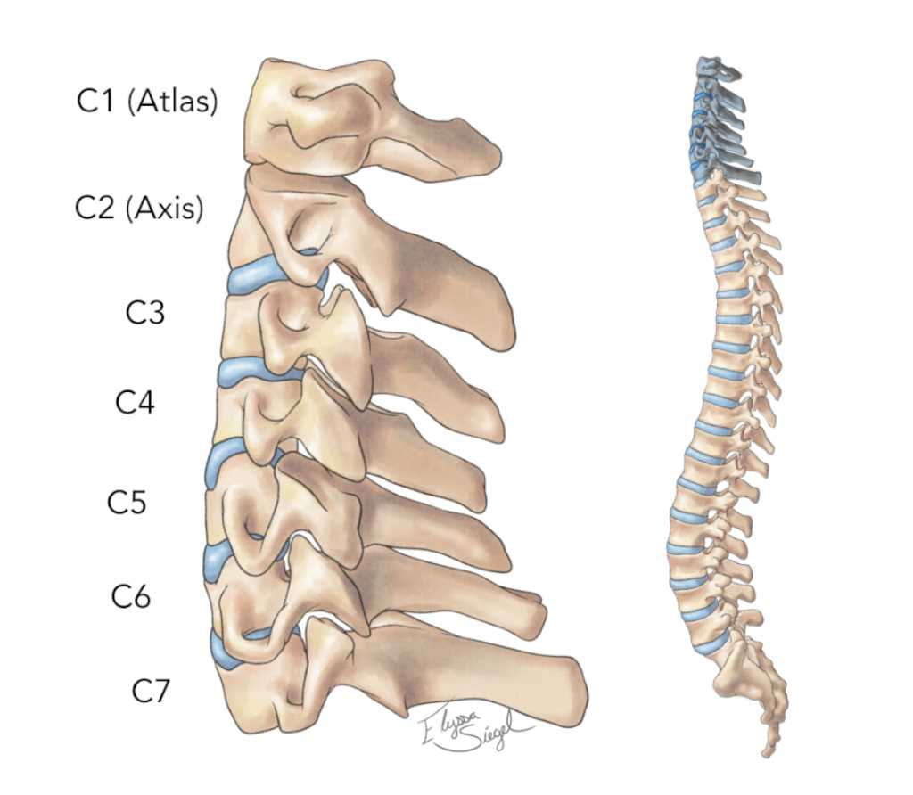 spine parts diagram