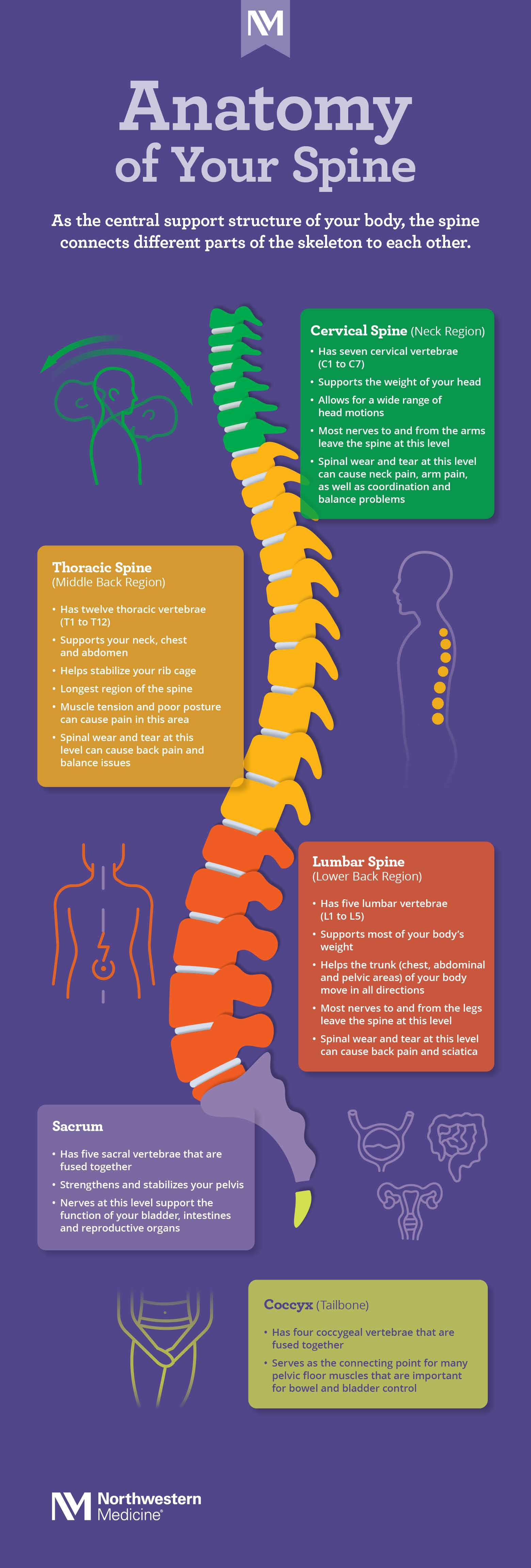 spine parts diagram