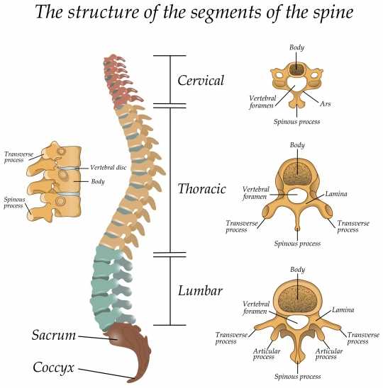 spine parts diagram