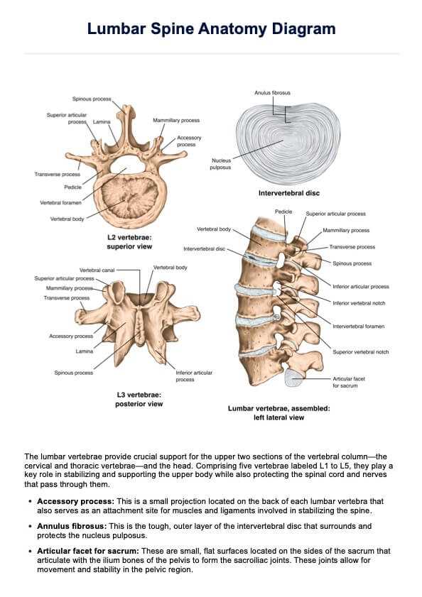 spine parts diagram