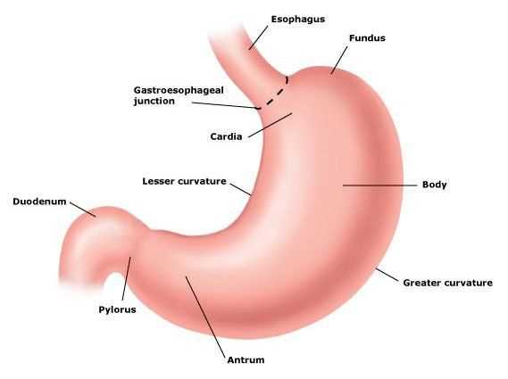 stomach diagram with parts