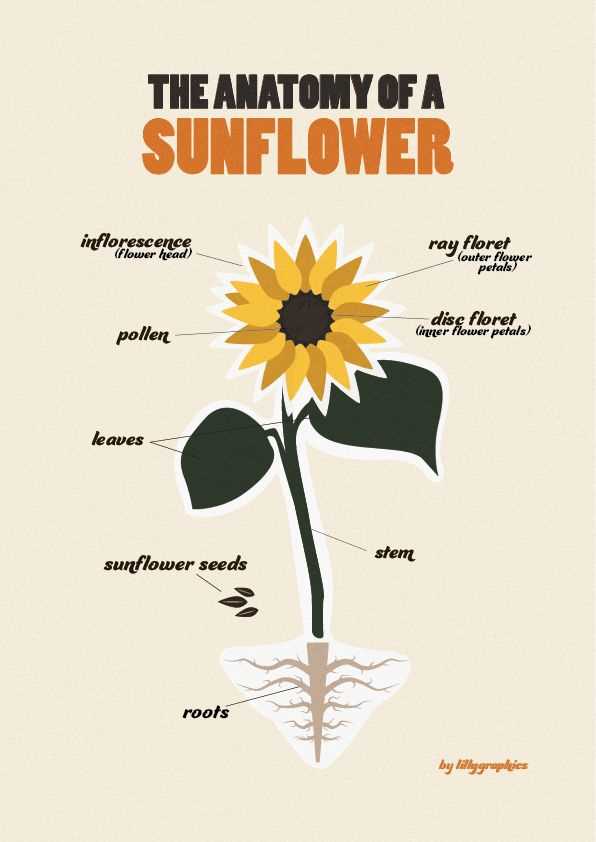 sunflower disc parts diagram