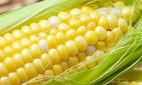 sweet corn parts diagram