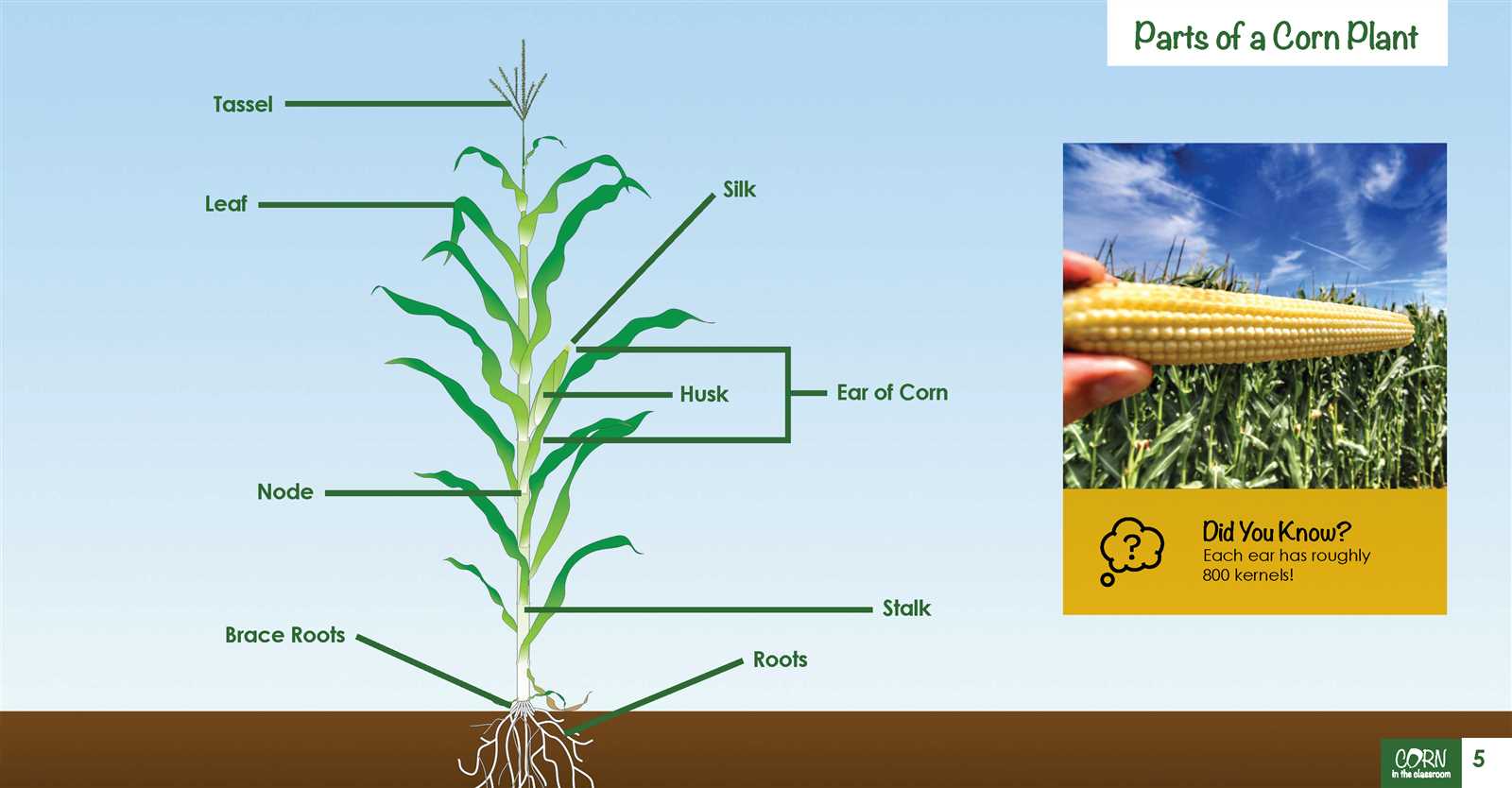 sweet corn parts diagram