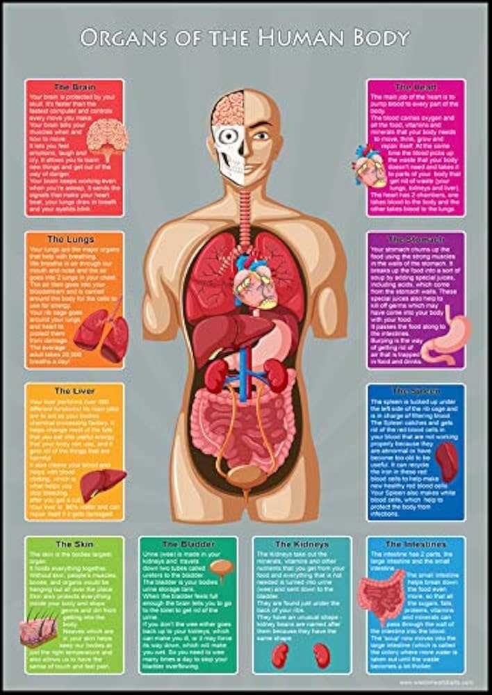 the human body parts diagram