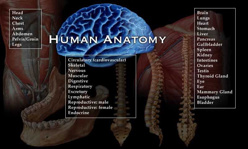 the human body parts diagram