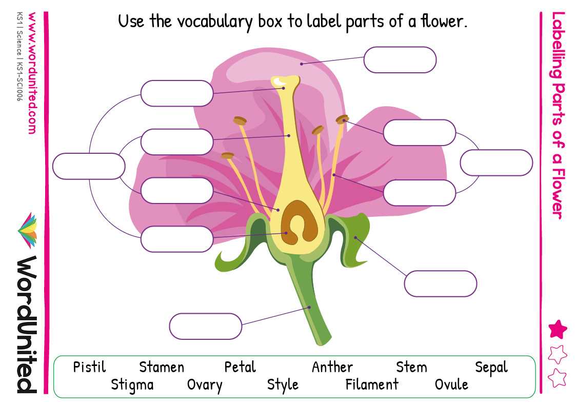 the parts of a flower diagram