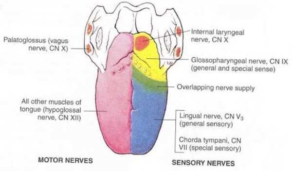 tongue taste parts diagram