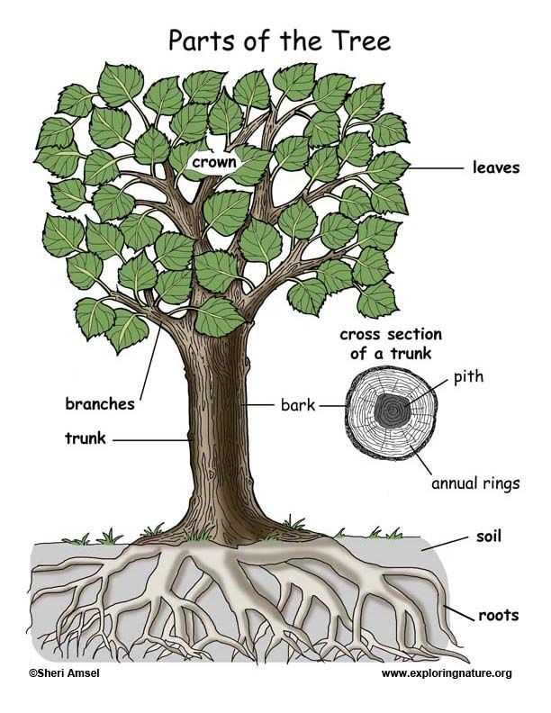 tree diagram parts