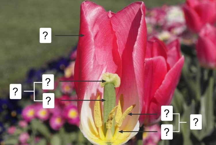 tulip flower parts diagram