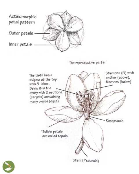 tulip parts diagram