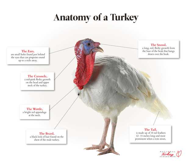 turkey body parts diagram