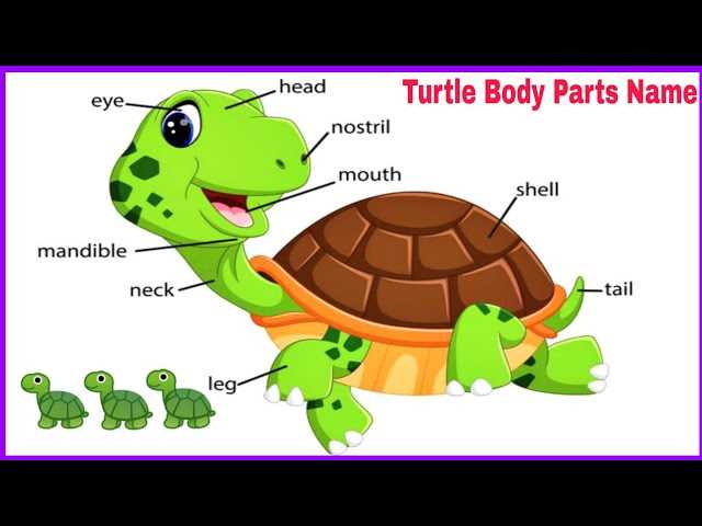 turtle body parts diagram