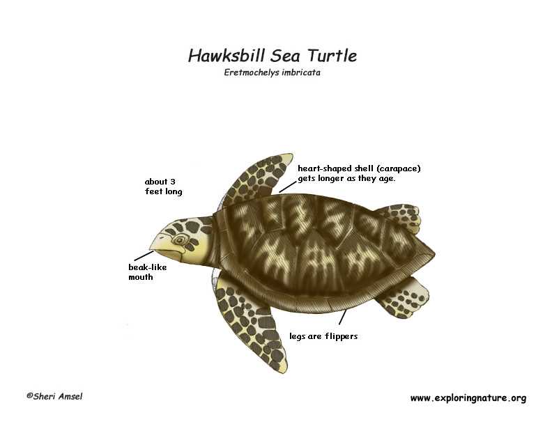 turtle body parts diagram