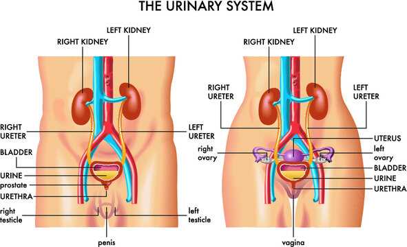 womens parts diagram