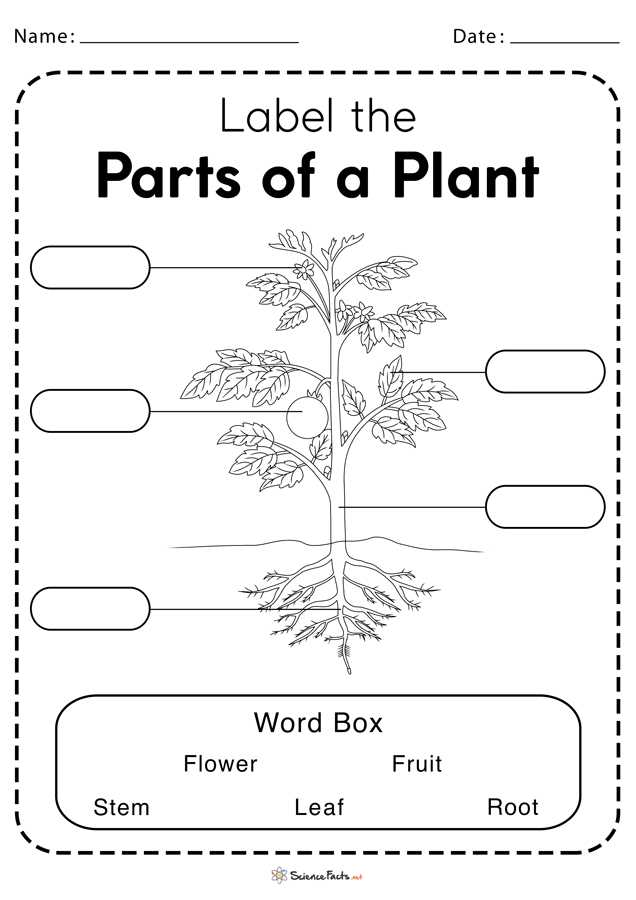 parts of plants diagram without label