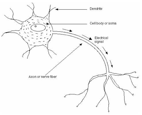 parts of neuron diagram