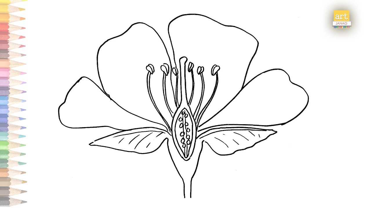 parts of the flower diagram