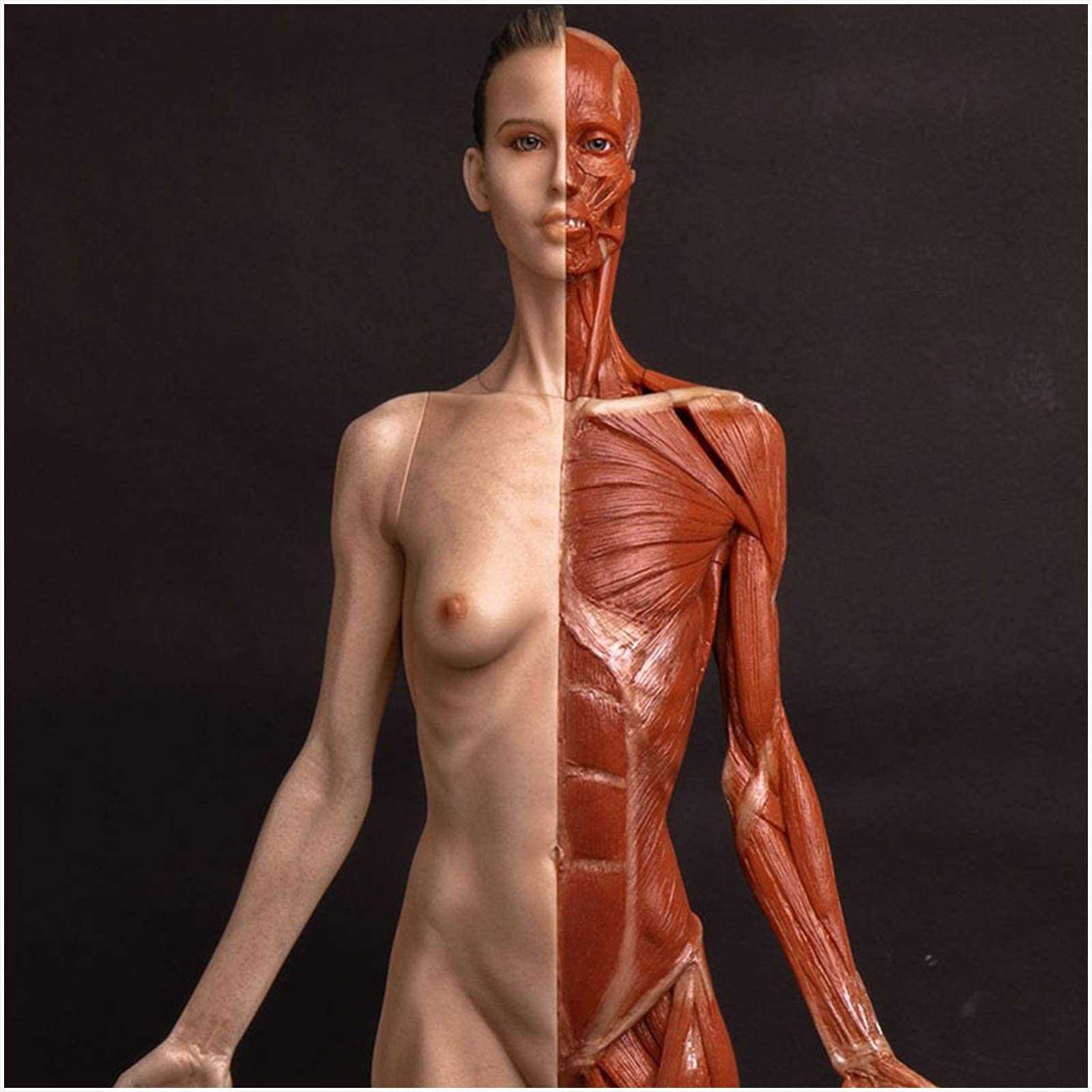 parts of female body diagram