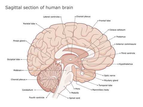 parts of the brain diagram labeled