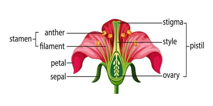 parts of flower labelled diagram