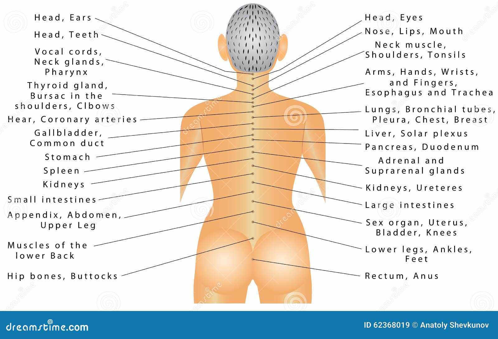 parts of your back diagram