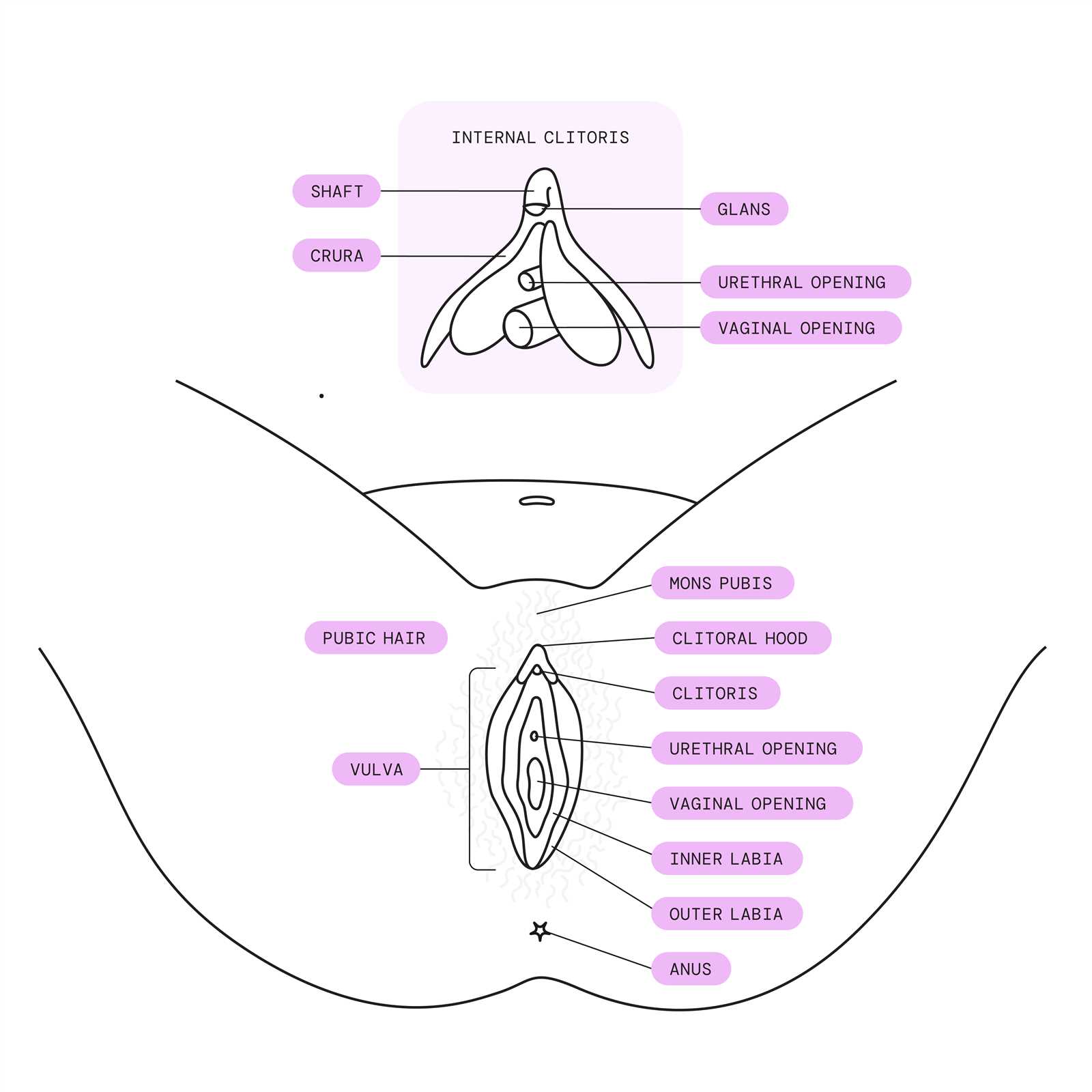 parts of vulva diagram