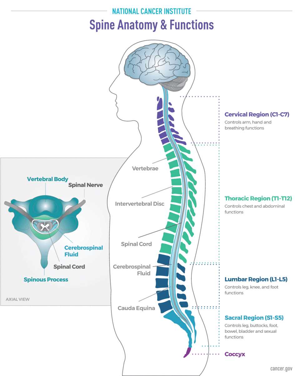 parts of the spine diagram