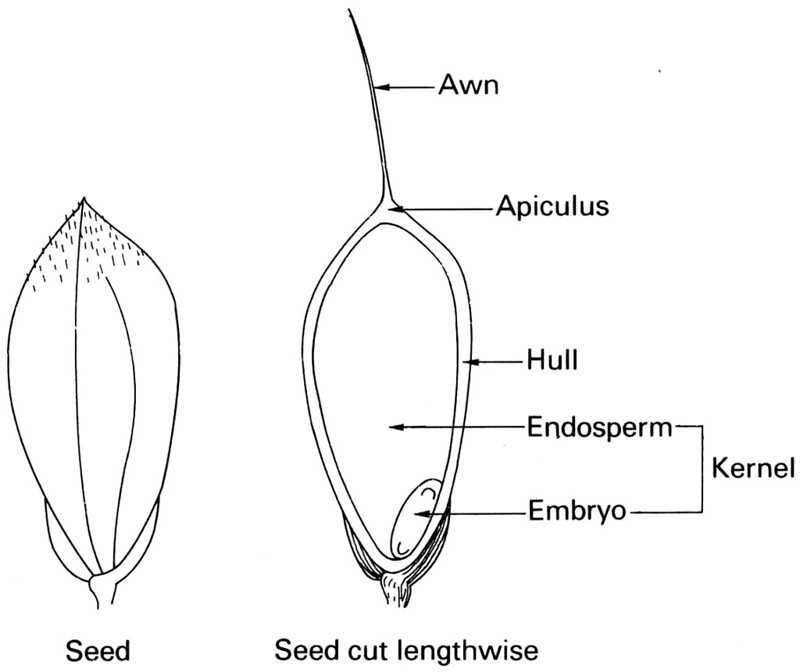 parts of a seed diagram