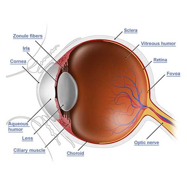 parts of human eye diagram