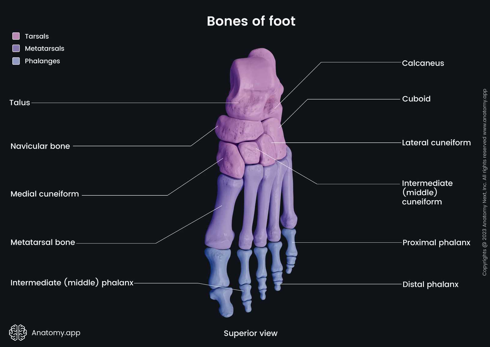 parts of foot diagram