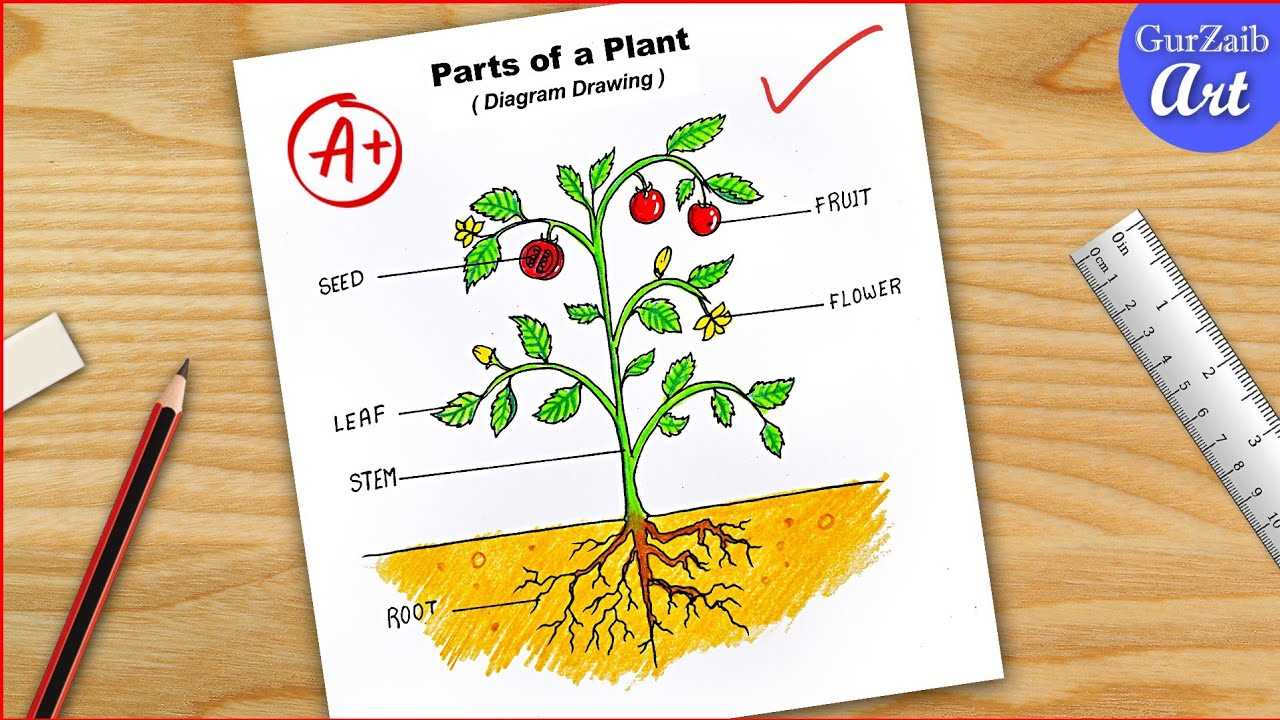 parts of flower labelled diagram