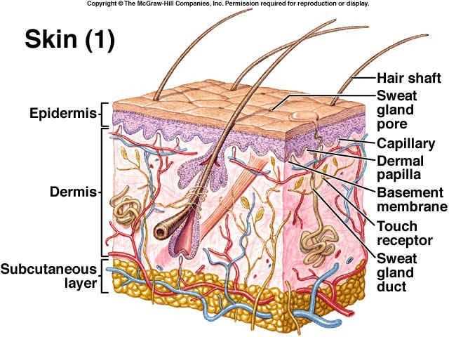 skin diagram with parts