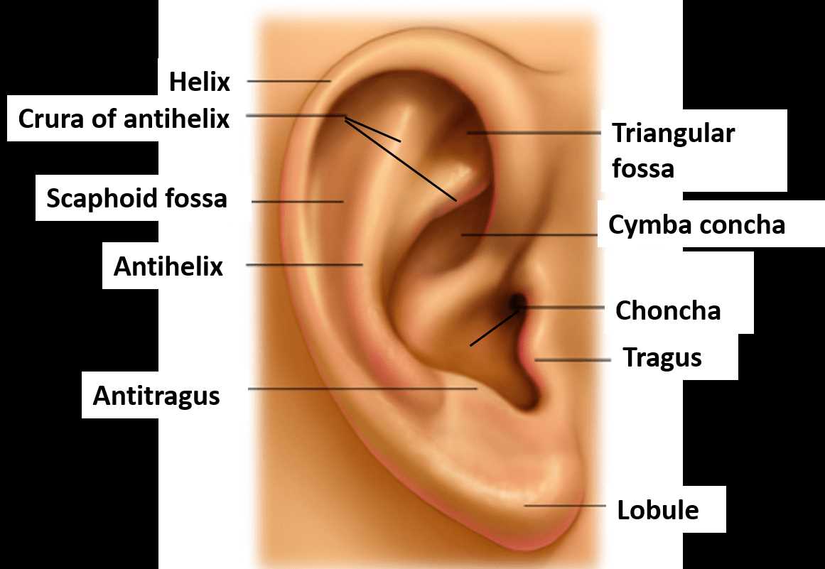 parts of the external ear diagram