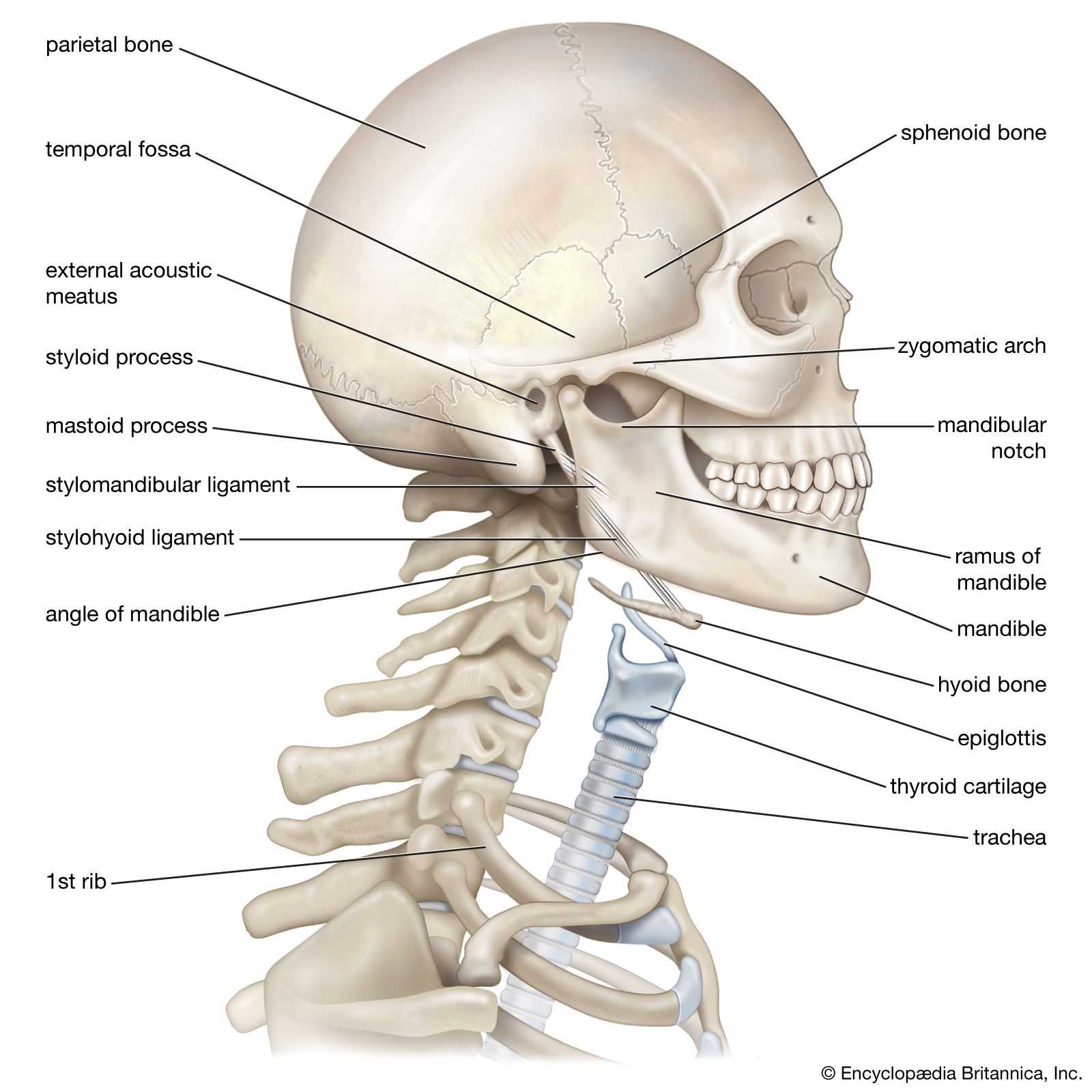 parts of the throat and neck diagram