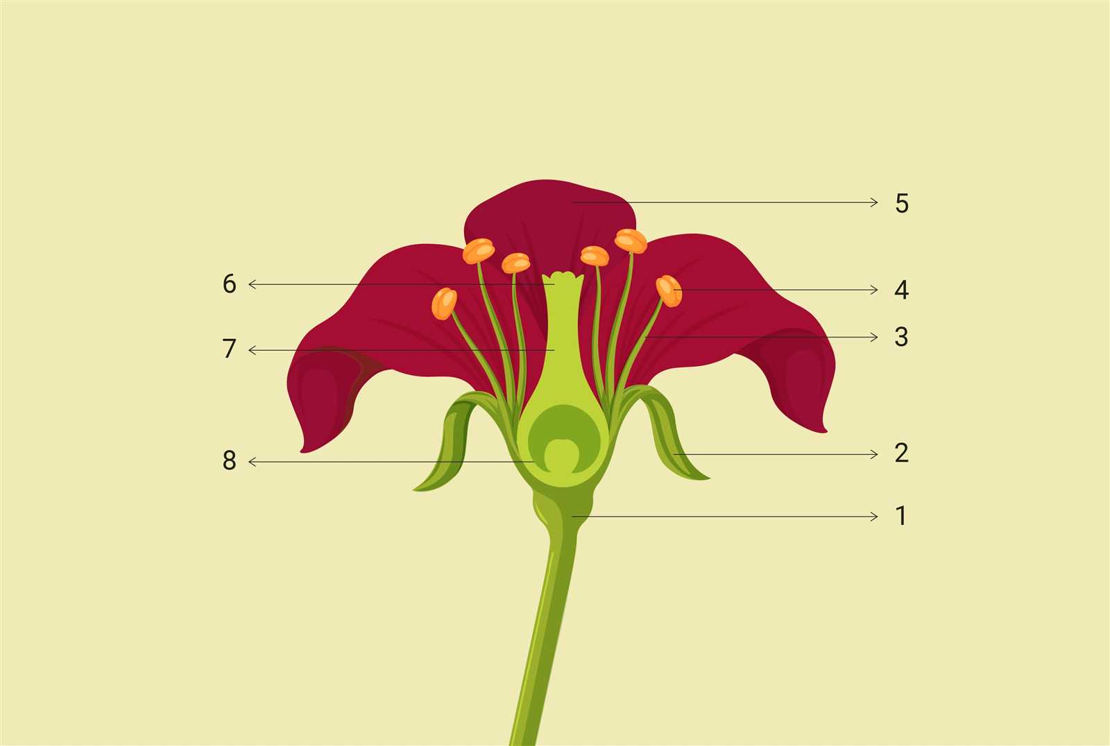 parts of flower labelled diagram