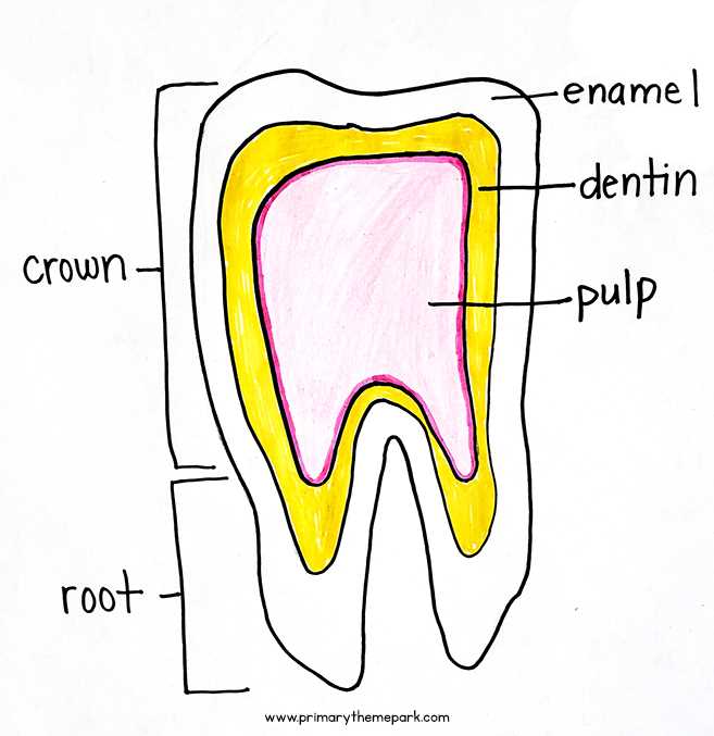 parts of teeth diagram