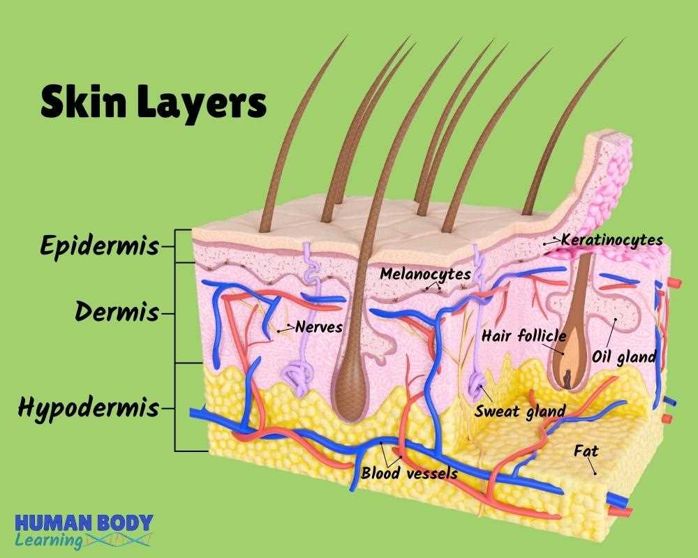 skin diagram with parts