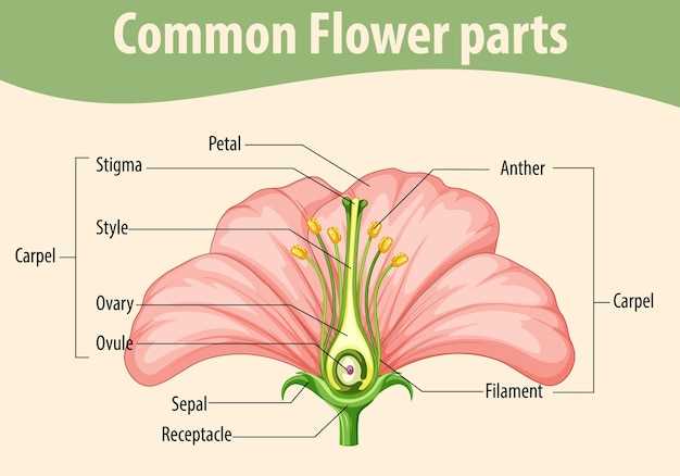 tulip flower parts diagram