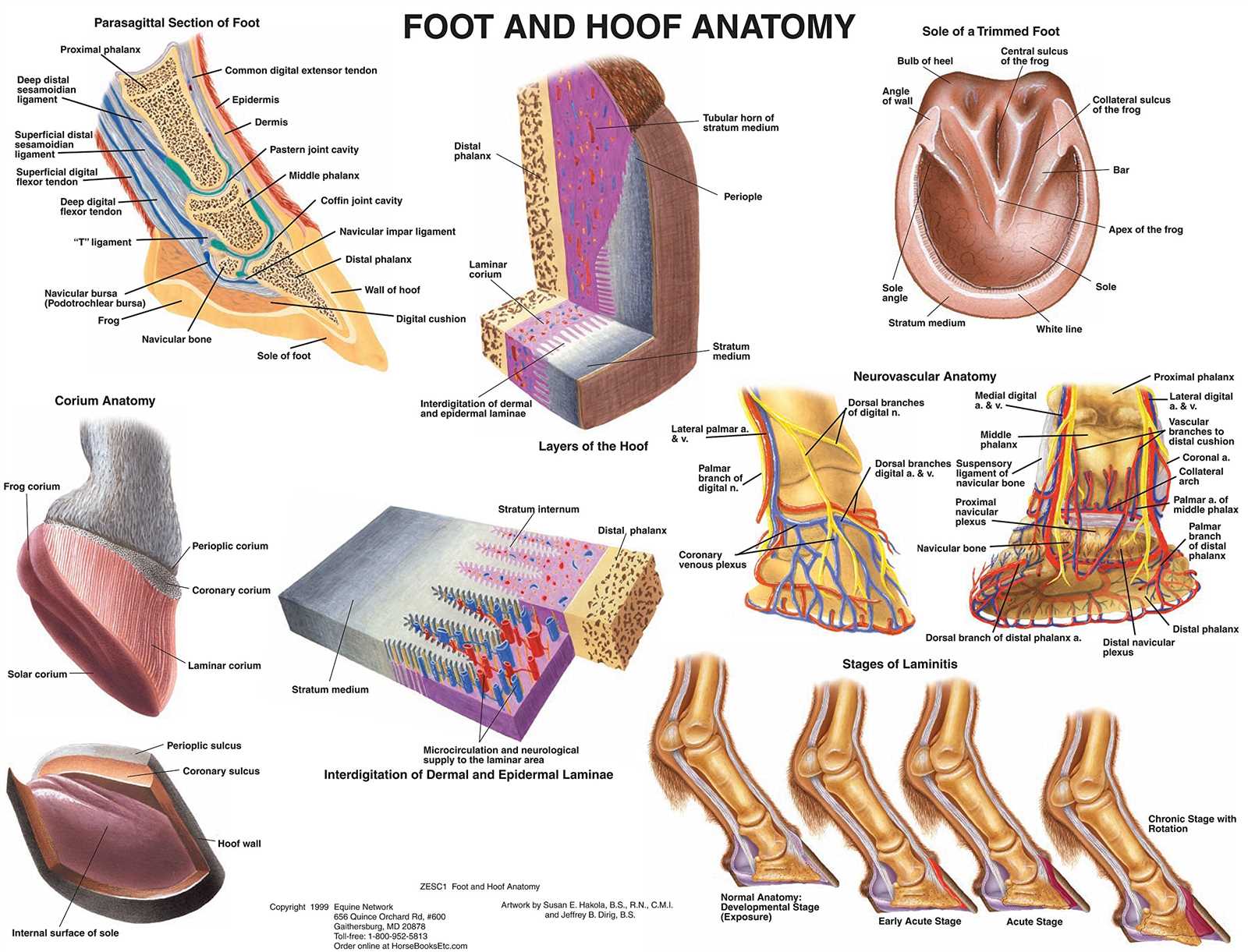 parts of the horse hoof diagram