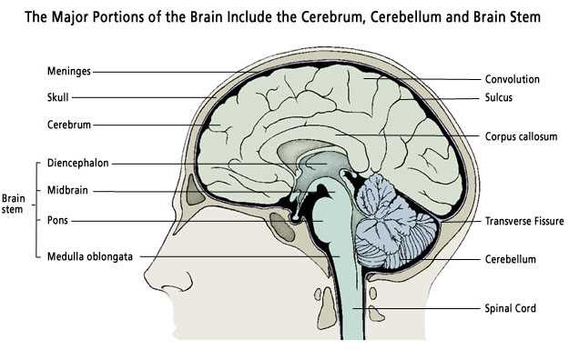 parts of the brain and what they do diagram