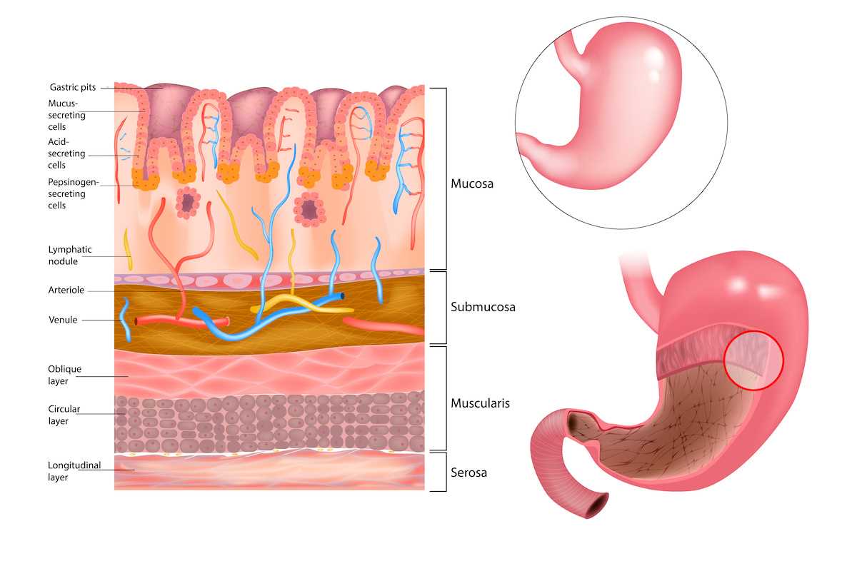 parts of your stomach diagram