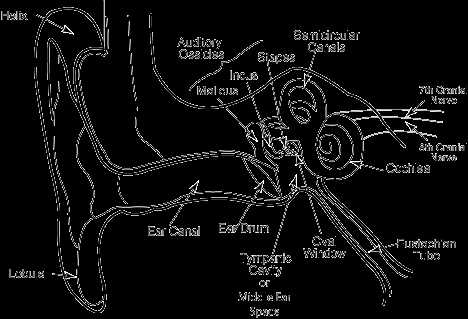 parts of an ear diagram