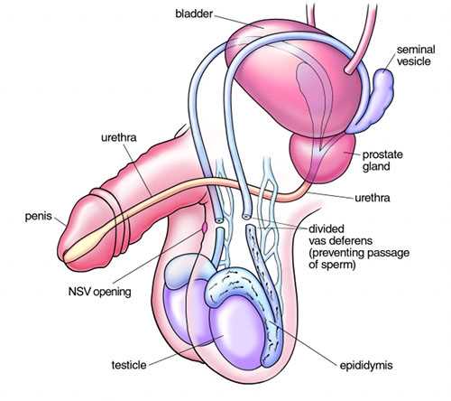 parts of male reproductive system diagram