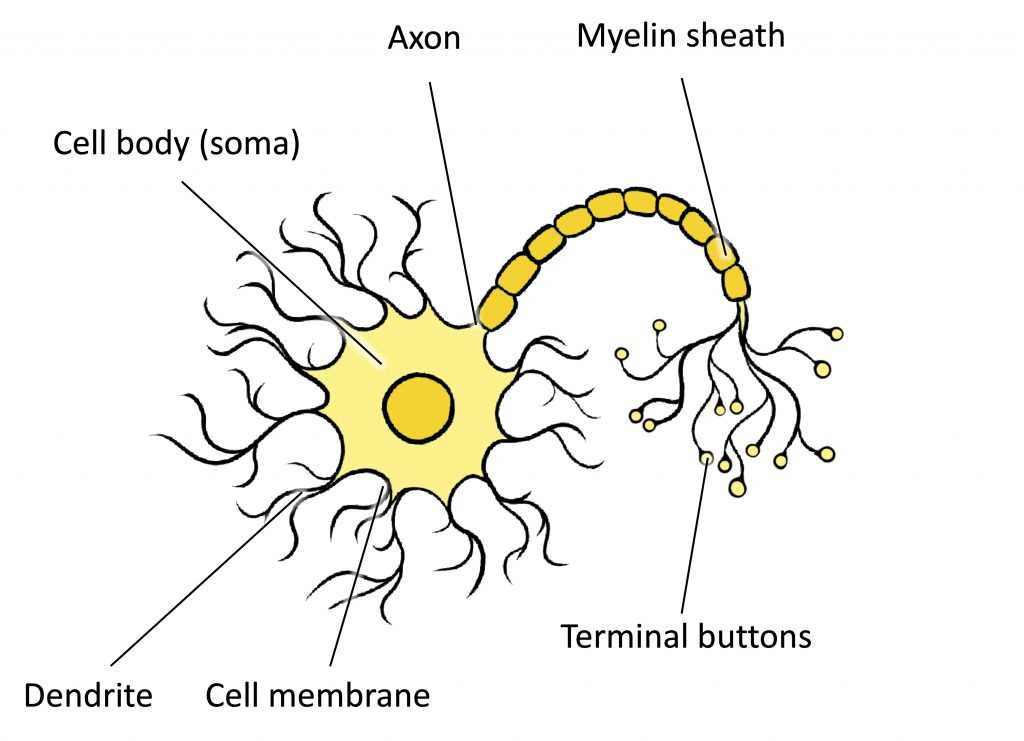 parts of neuron diagram