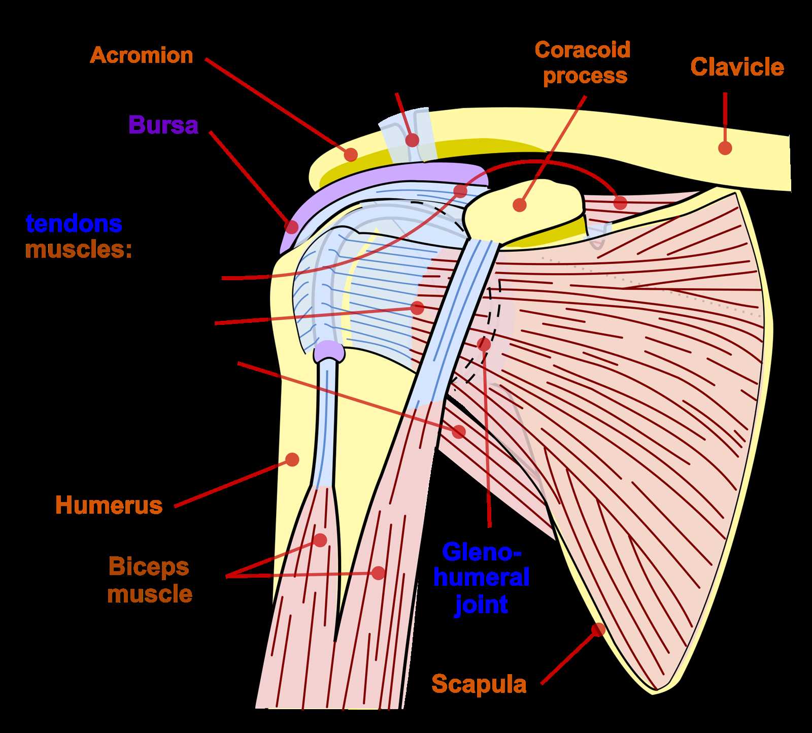 shoulder parts diagram