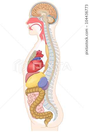 parts of human body diagram